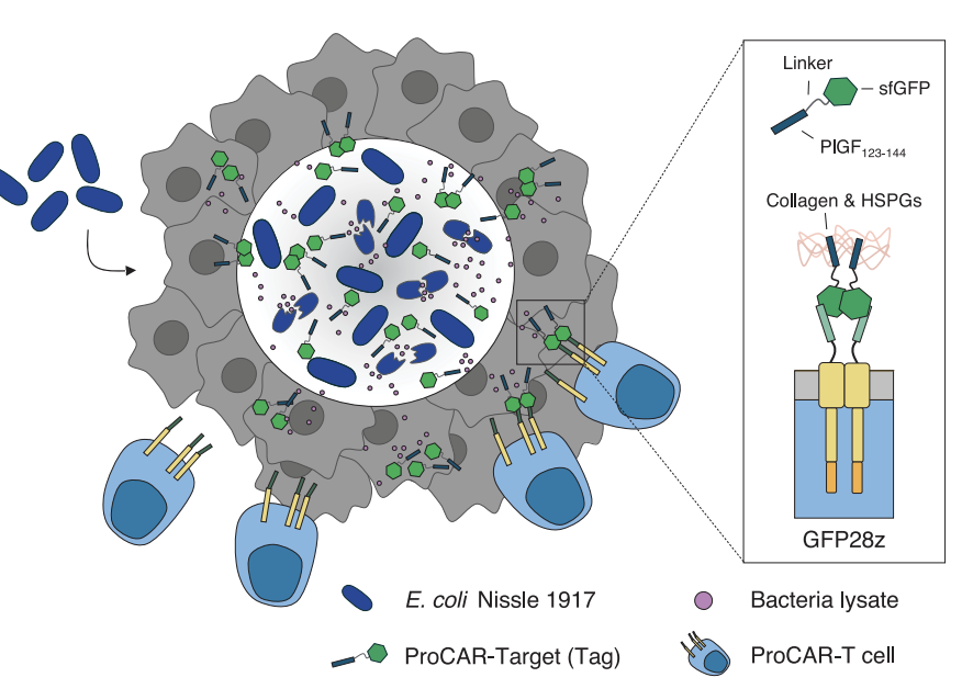 Engineered Bacteria Guide Cells to Kill Tumors: A New World of Cancer Treatment